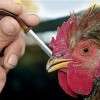 390 миллионов выплатят фермерам, пострадавшим от птичьего гриппа