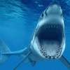 Ради вакцины от коронавируса могут убить полмиллиона акул