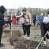 Новые деревья высаживают в эти дни в Лисаковске
